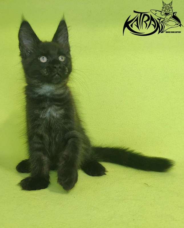 Katran Jordan - Kitten maine-coon 2 months 2 weeks