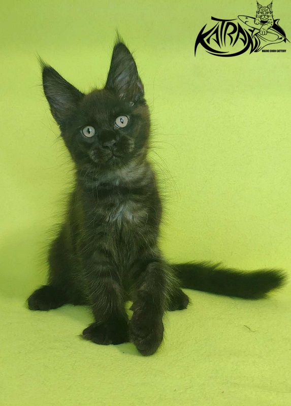 Katran Jordan - Kitten maine-coon 2 months 2 weeks