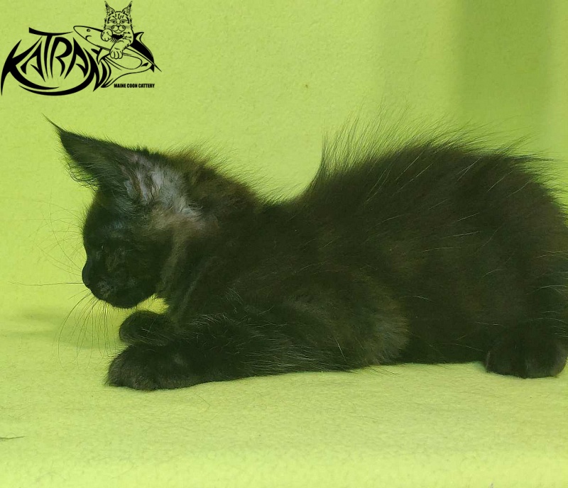 Katran Jordan - Kitten maine-coon 2 months 2 weeks
