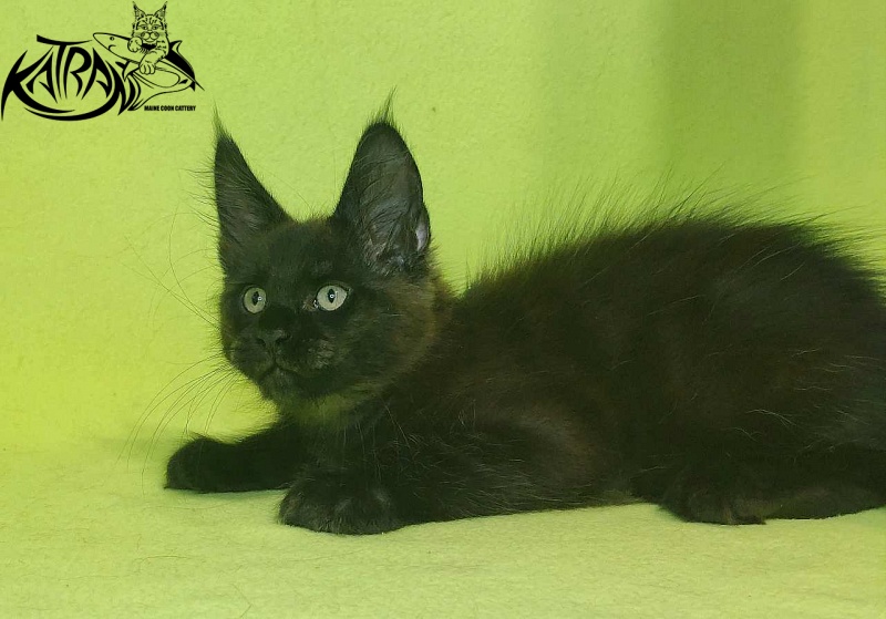 Katran Jordan - Kitten maine-coon 2 months 2 weeks