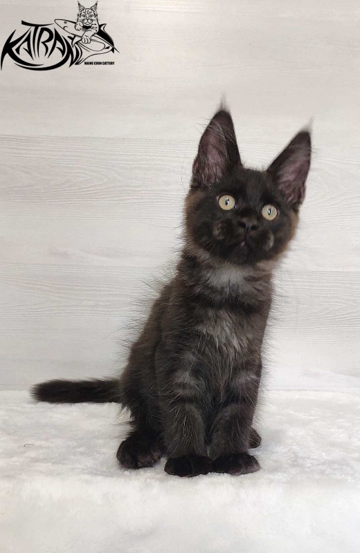 Katran Jordan - Kitten maine-coon 3 months