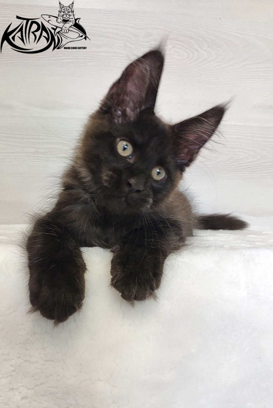 Katran Jordan - Kitten maine-coon 3 months