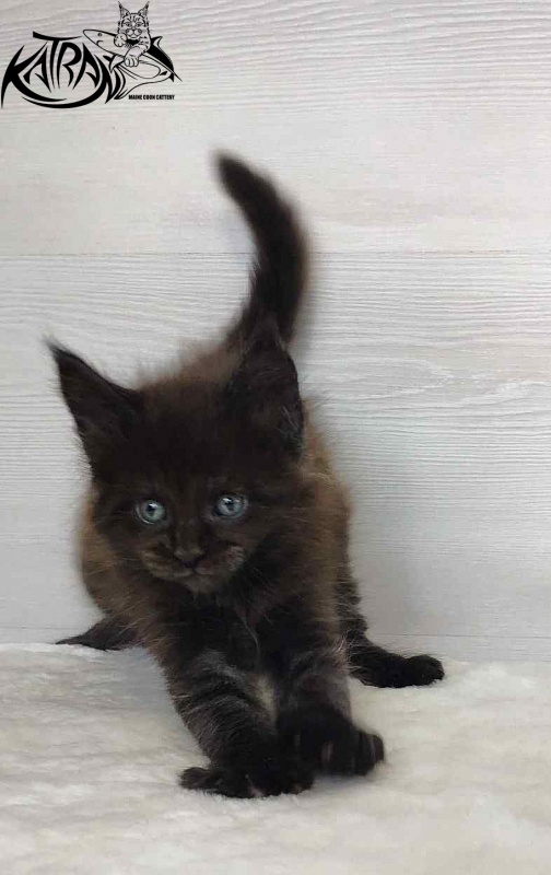Katran Jordan - Kitten maine-coon 1 month