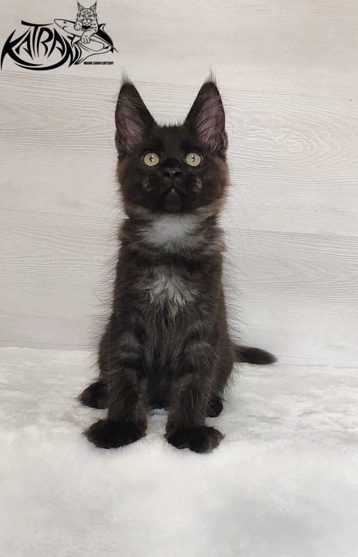 Katran Jordan - Kitten maine-coon 3 months