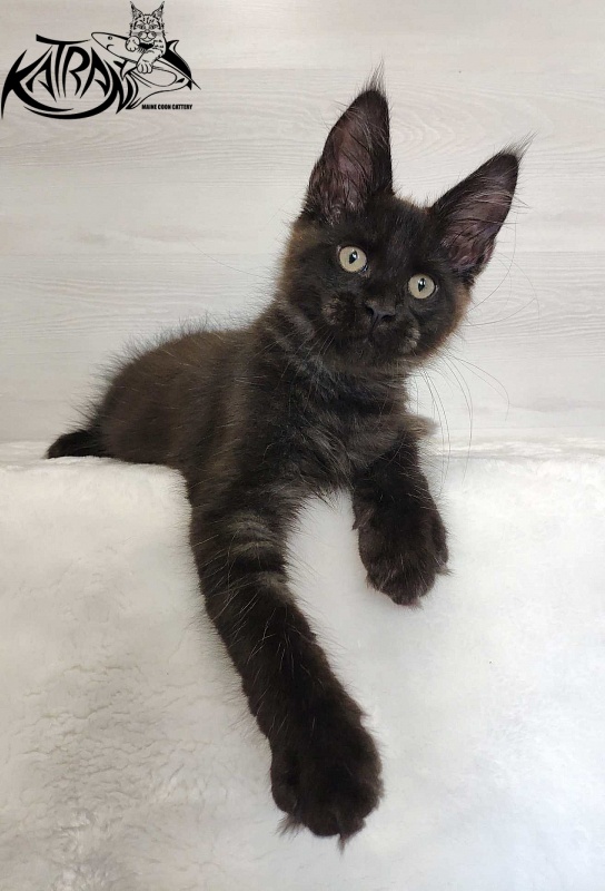 Katran Jordan - Kitten maine-coon 3 months