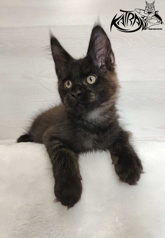Katran Jordan - Kitten maine-coon 3 months