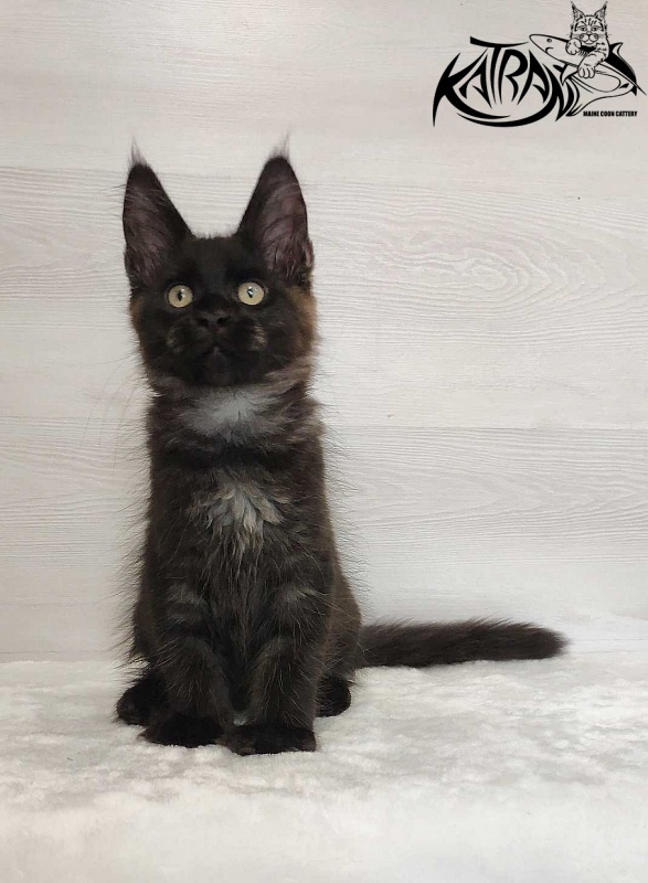 Katran Jordan - Kitten maine-coon 3 months