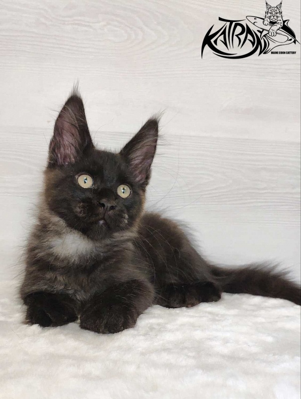 Katran Jordan - Kitten maine-coon 3 months