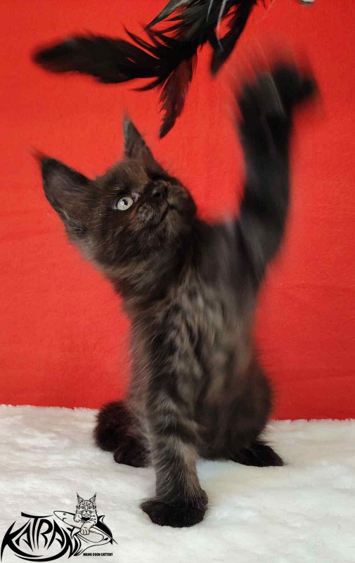 Katran Jordan - Kitten maine-coon 1 month 3 weeks