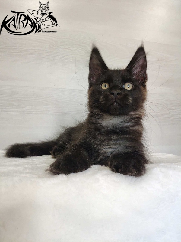 Katran Jordan - Kitten maine-coon 3 months