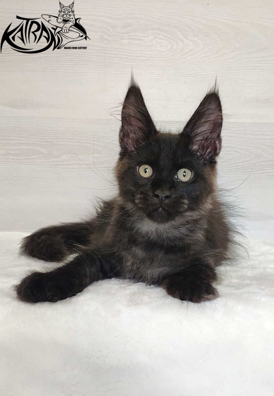 Katran Jordan - Kitten maine-coon 3 months