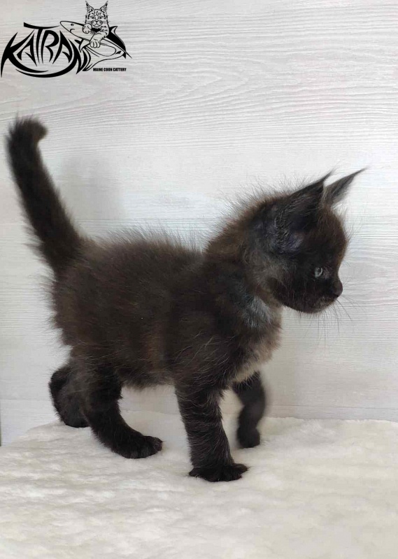 Katran Jordan - Kitten maine-coon 1 month