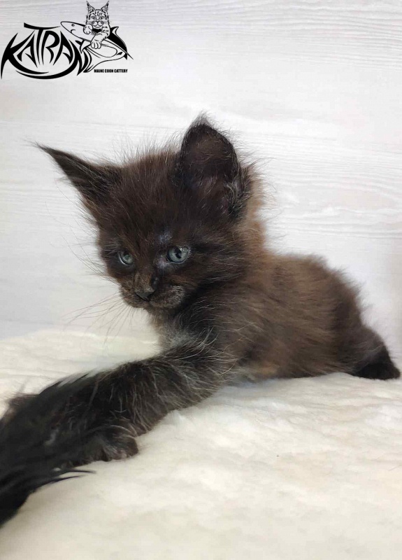 Katran Jordan - Kitten maine-coon 1 month
