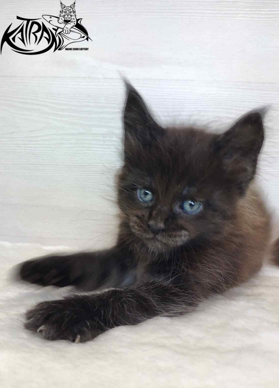 Katran Jordan - Kitten maine-coon 1 month