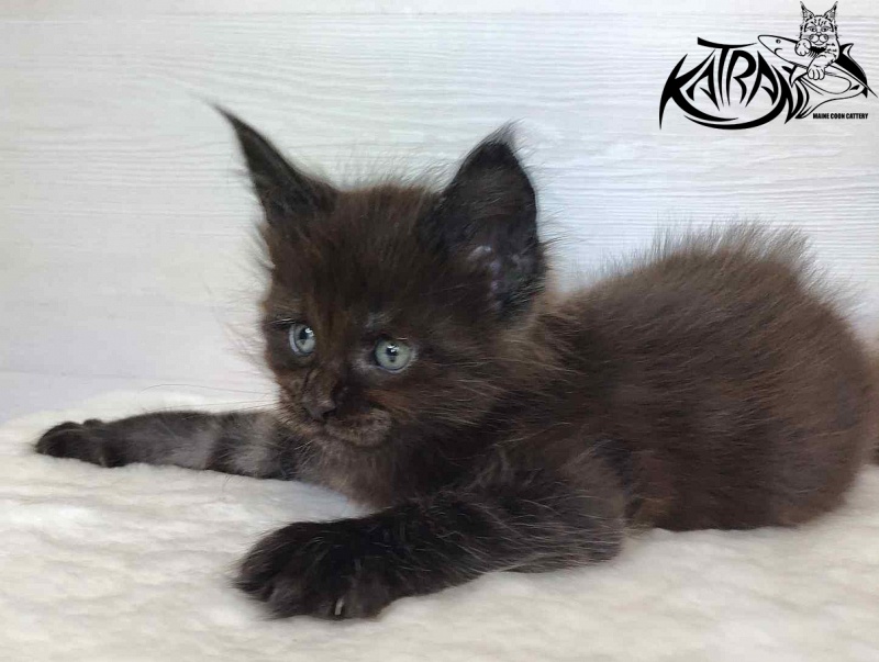 Katran Jordan - Kitten maine-coon 1 month