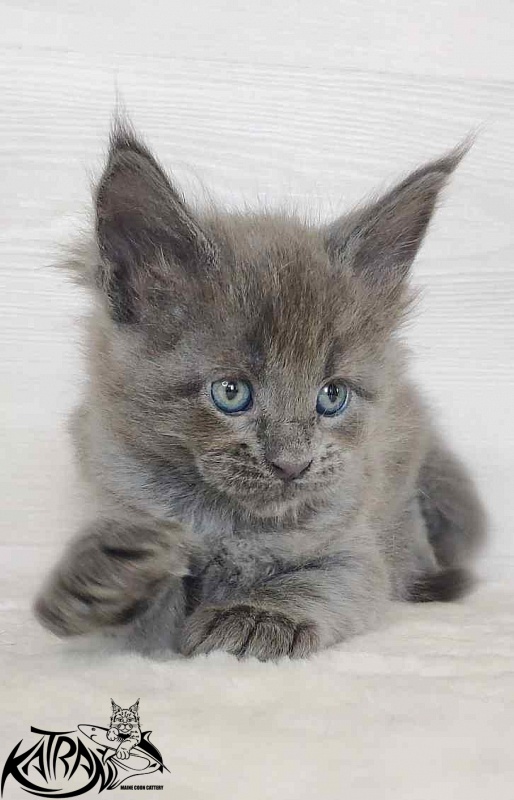 Katran Jessica Jay - Kitten maine-coon 1 month