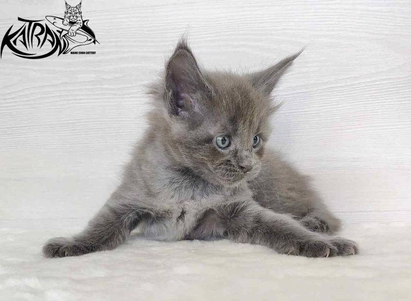 Katran Jessica Jay - Kitten maine-coon 1 month