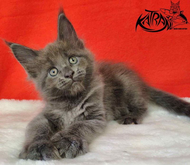 Katran Jessica Jay - Kitten maine-coon 1 month 3 weeks