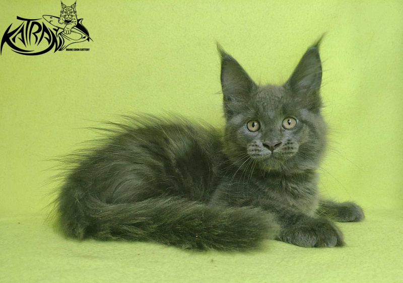 Katran Jessica Jay - Kitten maine-coon 2 months 2 weeks
