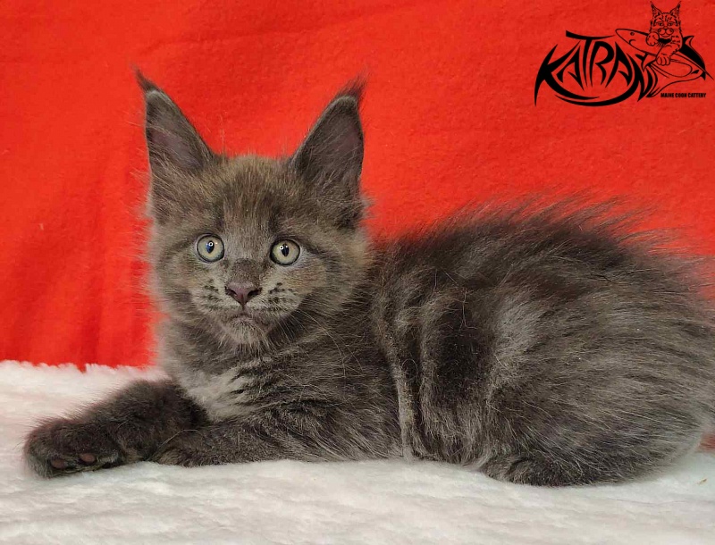 Katran Jessica Jay - Kitten maine-coon 1 month 3 weeks