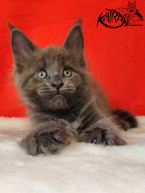 Katran Jessica Jay - Kitten maine-coon 1 month 3 weeks