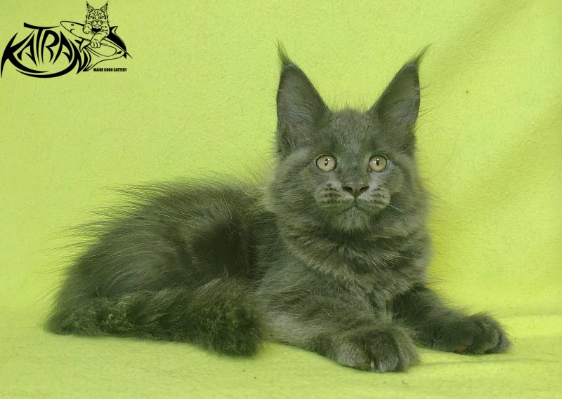 Katran Jessica Jay - Kitten maine-coon 2 months 2 weeks