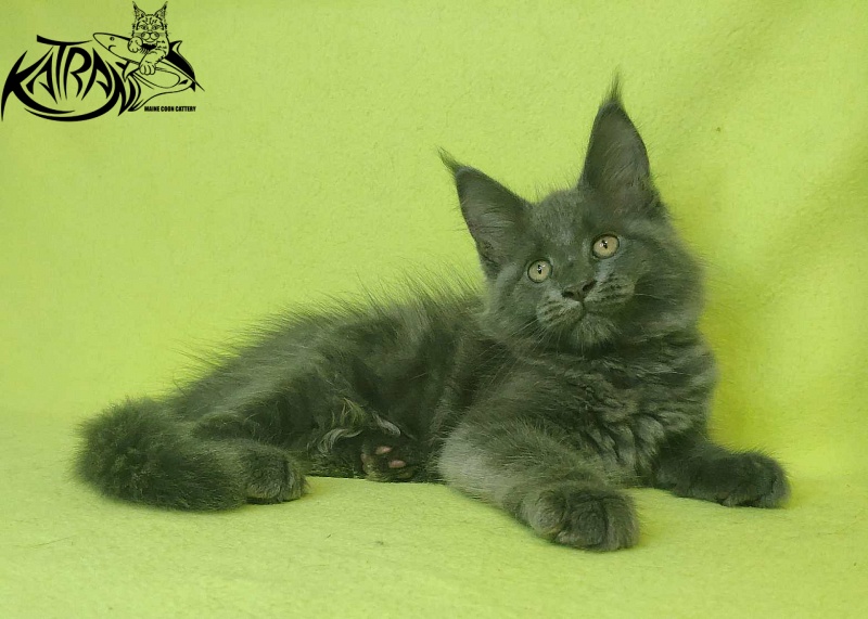 Katran Jessica Jay - Kitten maine-coon 2 months 2 weeks