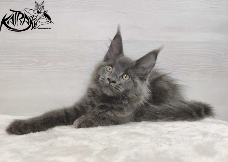 Katran Jessica Jay - Kitten maine-coon 3 months
