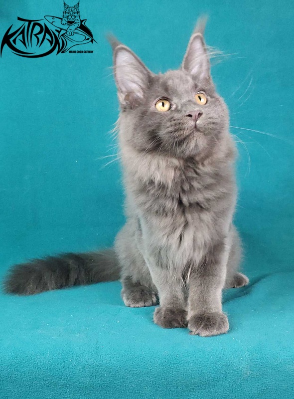 Katran Jessica Jay - Kitten maine-coon 4.5 months