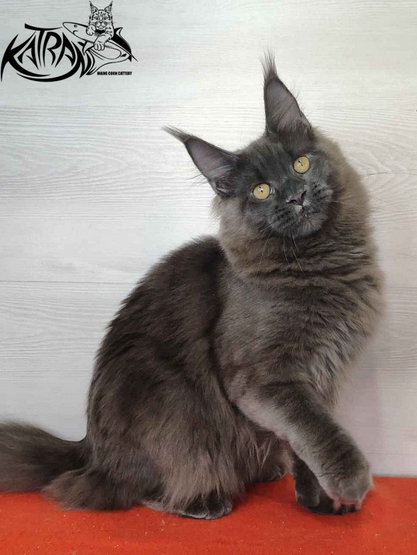 Katran Jessica Jay - Junior maine-coon 7 months