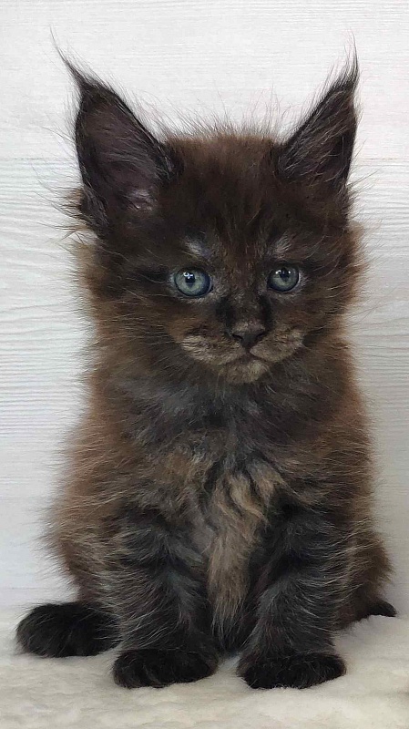 Katran Jackie - Kitten maine-coon 1 month