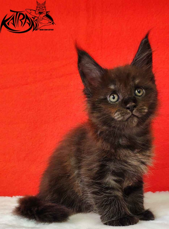 Katran Jackie - Kitten maine-coon 1 month 3 weeks