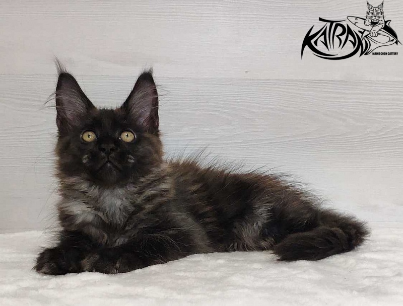 Katran Jackie - Kitten maine-coon 3 months