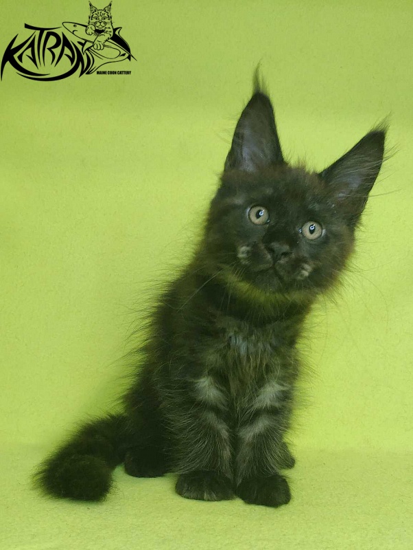 Katran Jackie - Kitten maine-coon 2 months 2 weeks