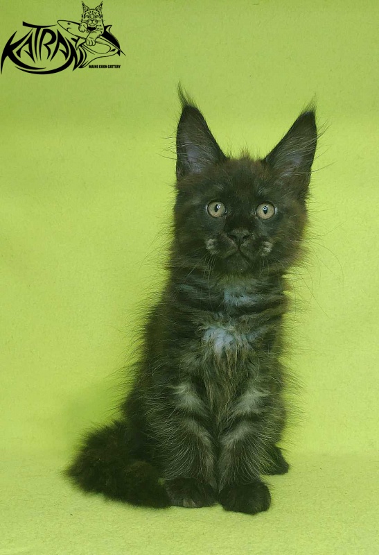 Katran Jackie - Kitten maine-coon 2 months 2 weeks