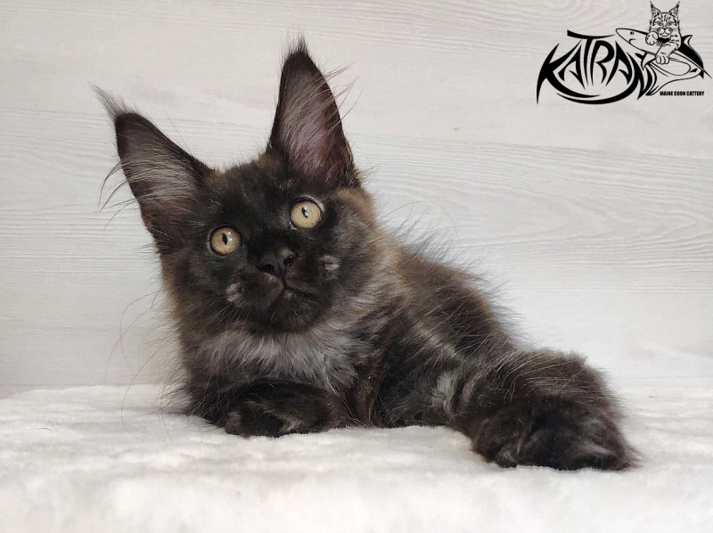 Katran Jackie - Kitten maine-coon 3 months