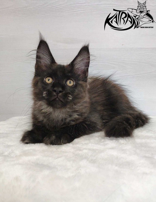 Katran Jackie - Kitten maine-coon 3 months