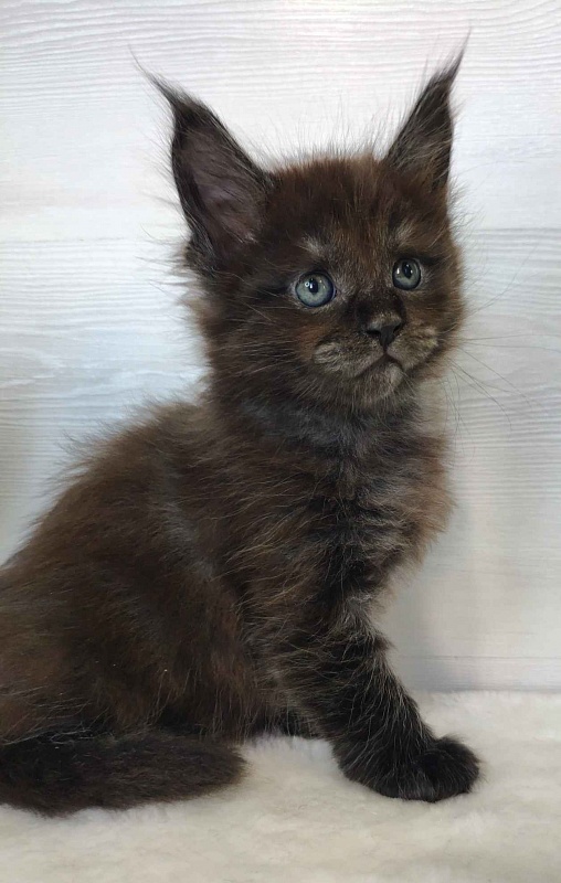 Katran Jackie - Kitten maine-coon 1 month