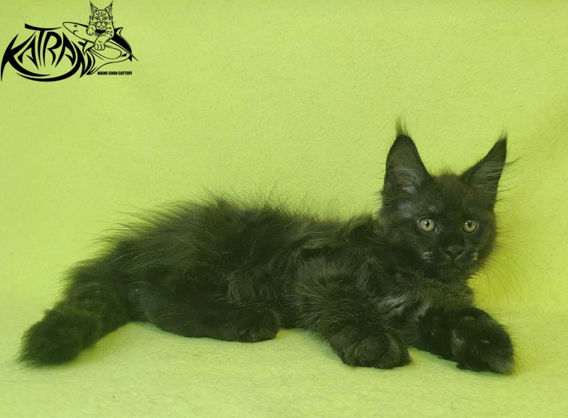 Katran Jackie - Kitten maine-coon 2 months 2 weeks
