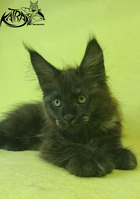 Katran Jackie - Kitten maine-coon 2 months 2 weeks