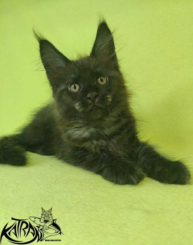 Katran Jackie - Kitten maine-coon 2 months 2 weeks