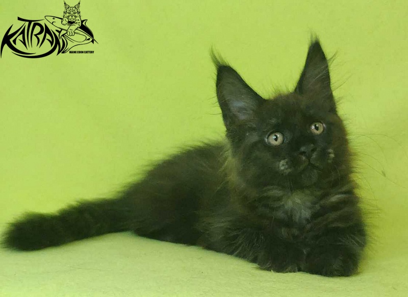Katran Jackie - Kitten maine-coon 2 months 2 weeks
