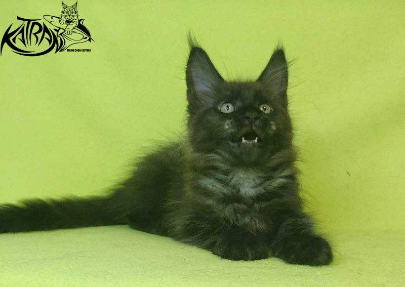 Katran Jackie - Kitten maine-coon 2 months 2 weeks