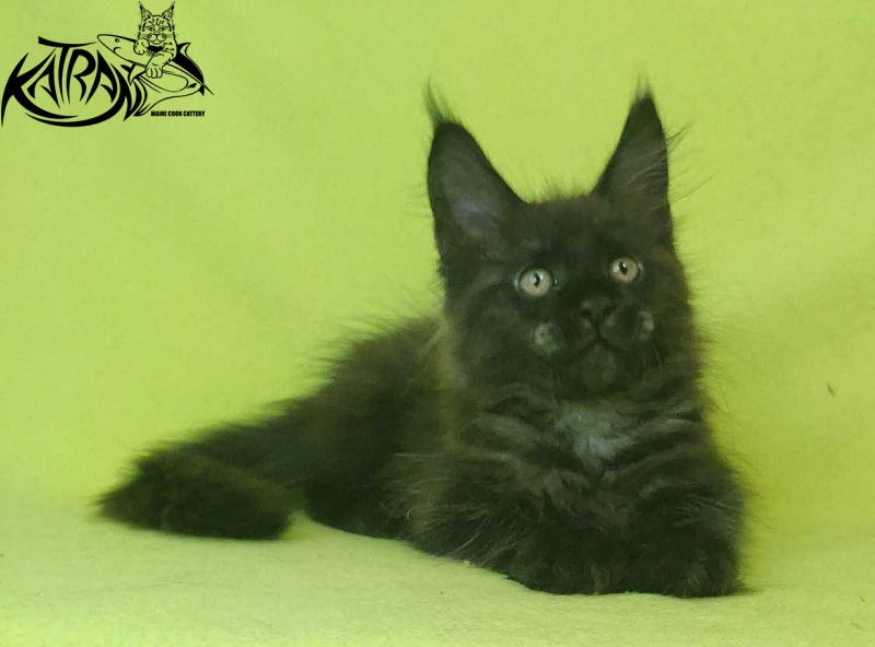 Katran Jackie - Kitten maine-coon 2 months 2 weeks