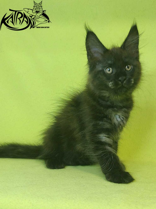 Katran Jackie - Kitten maine-coon 2 months 2 weeks