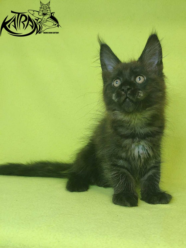 Katran Jackie - Kitten maine-coon 2 months 2 weeks