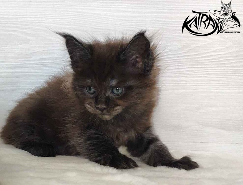 Katran Jackie - Kitten maine-coon 1 month