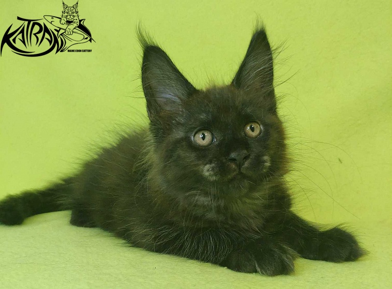 Katran Jackie - Kitten maine-coon 2 months 2 weeks