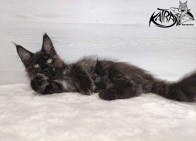 Katran Jackie - Kitten maine-coon 3 months
