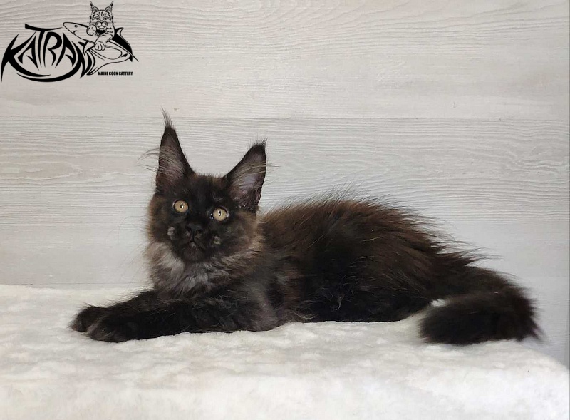 Katran Jackie - Kitten maine-coon 3 months